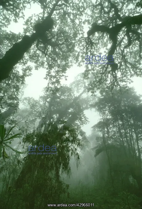  : Hagenia Forest, Mountain Gorilla Habitat (Gorilla