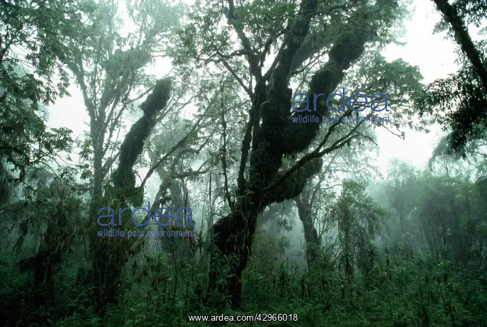 : Hagenia Forest, Mountain Gorilla Habitat (Gorilla : Hagenia Forest, Mountain Gorilla Habitat (Gorilla