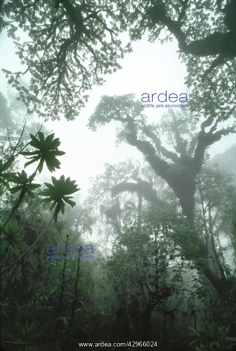 : Hagenia Forest, Mountain Gorilla Habitat (Gorilla : Hagenia Forest, Mountain Gorilla Habitat (Gorilla