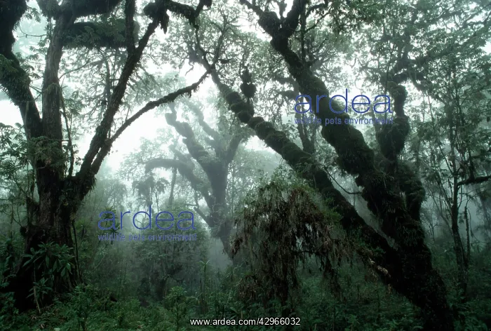 : Hagenia Forest, Mountain Gorilla Habitat (Gorilla : Hagenia Forest, Mountain Gorilla Habitat (Gorilla