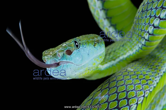 : Hagen's pit viper (Trimeresurus hageni) on black : Hagen's pit viper (Trimeresurus hageni) on black
