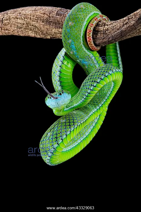 : Hagen's pit viper (Trimeresurus hageni) on black : Hagen's pit viper (Trimeresurus hageni) on black