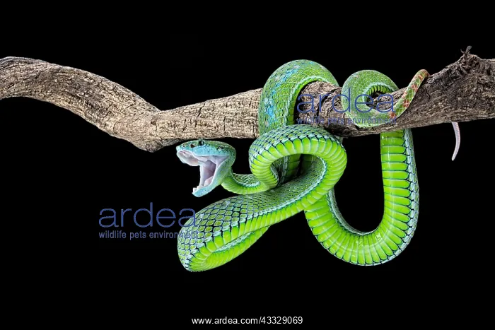 : Hagen's pit viper (Trimeresurus hageni) on black : Hagen's pit viper (Trimeresurus hageni) on black