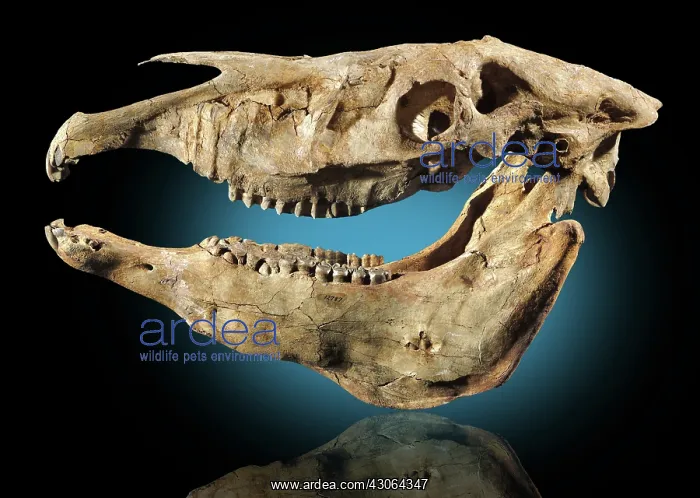 : Hagerman Horse Skull : Hagerman Horse Skull