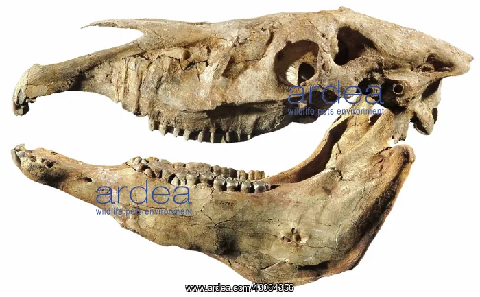: Hagerman Horse Skull : Hagerman Horse Skull