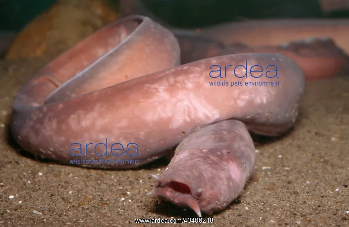  : HAGFISH (Eptatretus). North Pacific