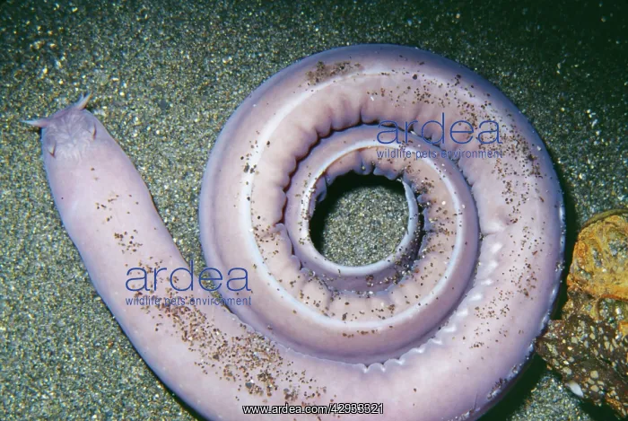 : HAGFISH - COILED : HAGFISH - COILED