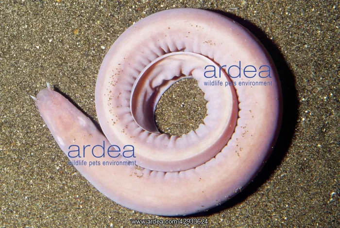 : Hagfish - on bottom deep sea : Hagfish - on bottom deep sea