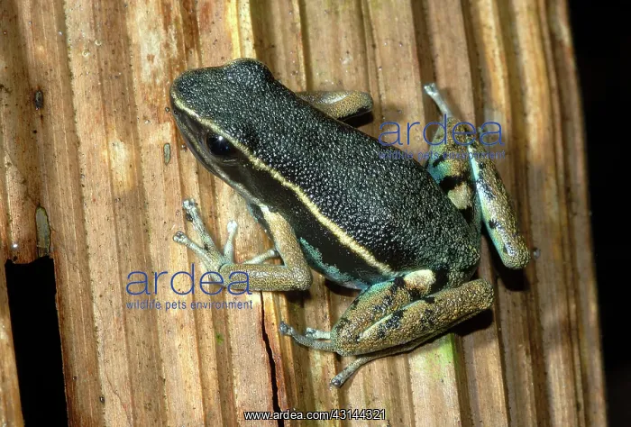 : Hahnel's Poison Dart Frog : Hahnel's Poison Dart Frog