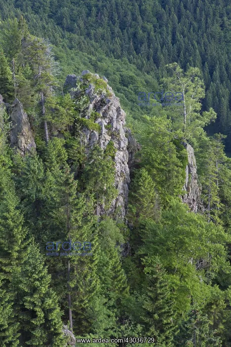 : Hahnenkleeklippe / Cliff Hahnenklee - Harz National : Hahnenkleeklippe / Cliff Hahnenklee - Harz National
