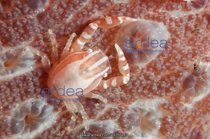 : Haig's Porcelain Crab : Haig's Porcelain Crab