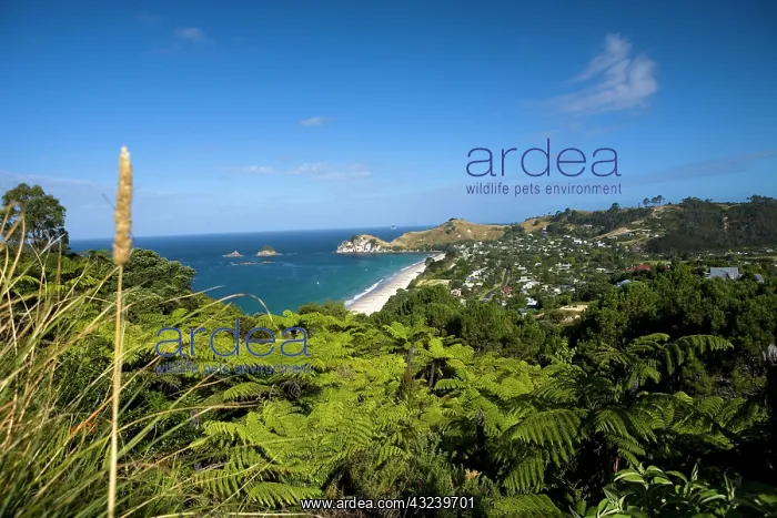  : Haihe, New Zealand. This stunning beach