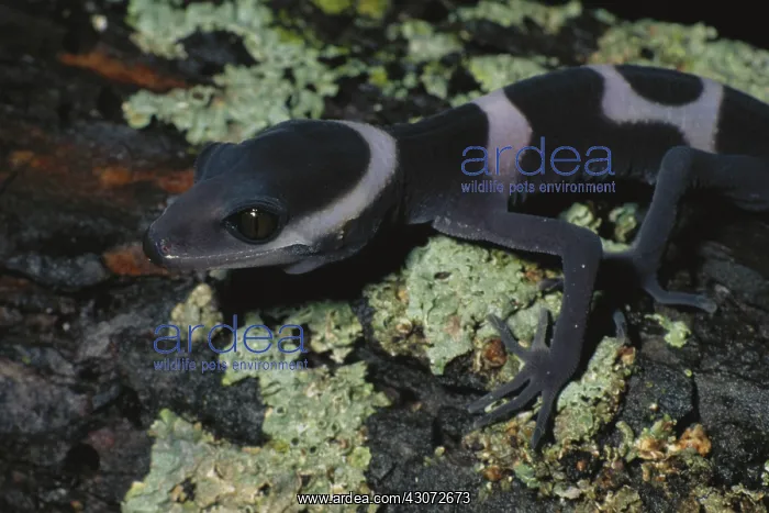 : Hainan Chinese Bark Gecko : Hainan Chinese Bark Gecko