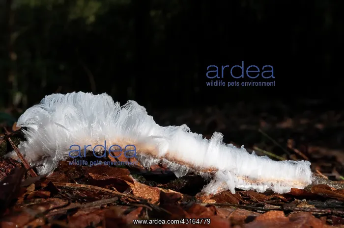 : Hair ice on a dead branch on the forest ground melting in the sunlight against a dark background : Hair ice on a dead branch on the forest ground melting in the sunlight against a dark background