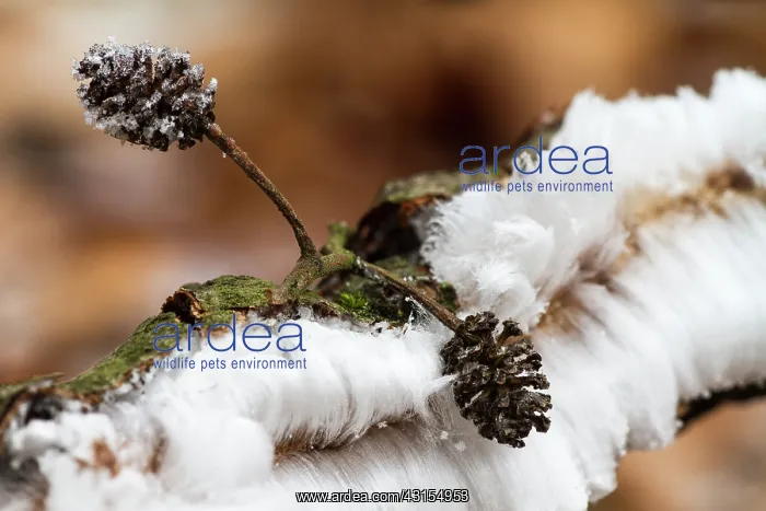 : hair ice in winter on unidentified Aleder (Alnus : hair ice in winter on unidentified Aleder (Alnus