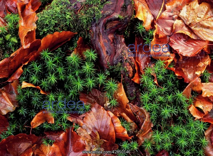 : Hair Moss - with Beech leaves : Hair Moss - with Beech leaves