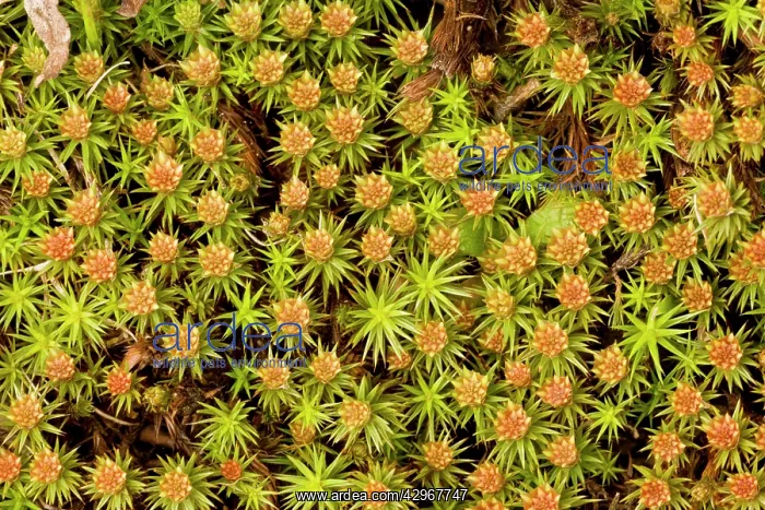 : A Hair Moss - male plants with archegonia : A Hair Moss - male plants with archegonia