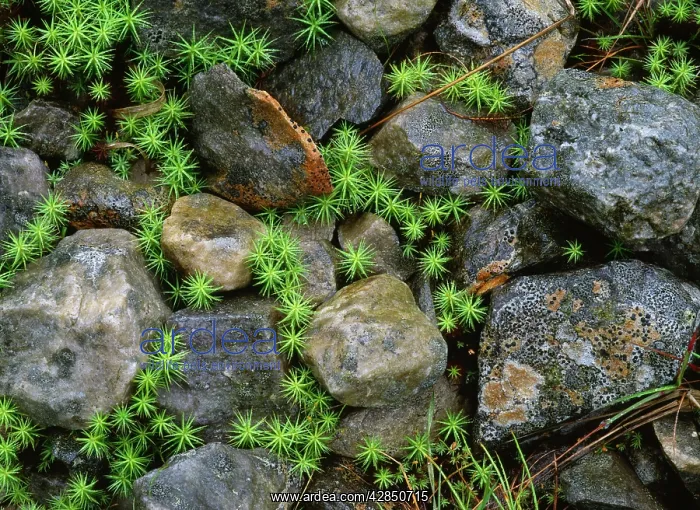 : Hair Mosses - among Lichen-covered rocks : Hair Mosses - among Lichen-covered rocks