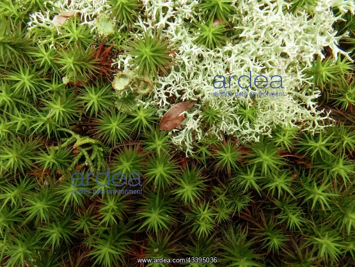: Haircap or polytrichum moss and cladonia lichen : Haircap or polytrichum moss and cladonia lichen