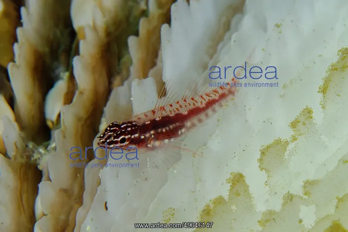 : Hairfin Dwarfgoby on coral : Hairfin Dwarfgoby on coral