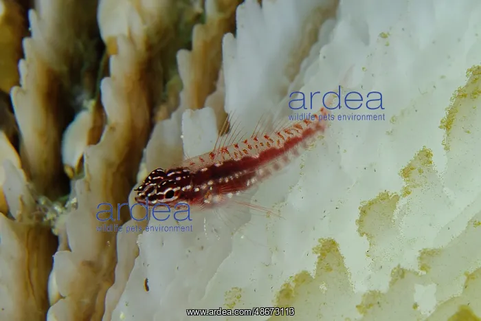 : Hairfin Dwarfgoby on coral - Batu Angus dive site, Lembeh : Hairfin Dwarfgoby on coral - Batu Angus dive site, Lembeh