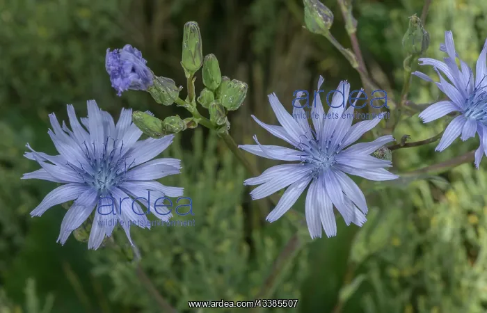 : Hairless Blue-sowthistle, Cicerbita plumieri, in : Hairless Blue-sowthistle, Cicerbita plumieri, in
