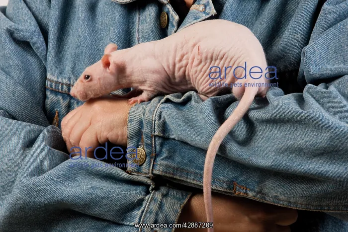  : Hairless Rat - on owners arm