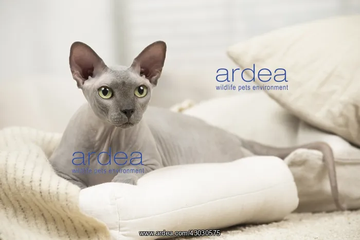  : Hairless Sphynx Cat indoors