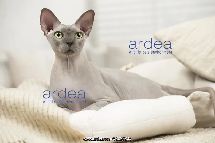  : Hairless Sphynx Cat indoors