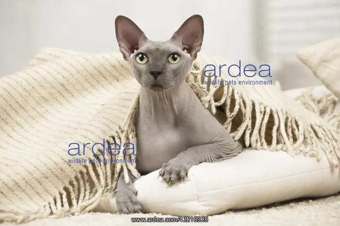  : Hairless Sphynx Cat indoors