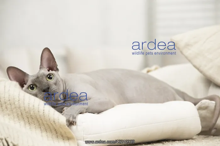  : Hairless Sphynx Cat indoors