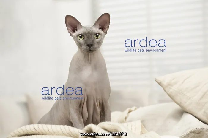  : Hairless Sphynx Cat indoors