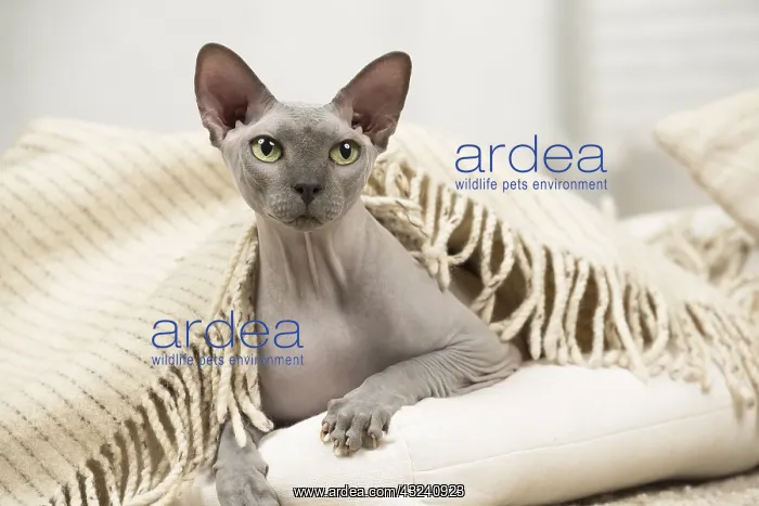  : Hairless Sphynx Cat indoors