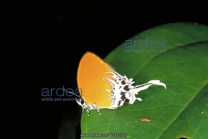 : Hairstreak butterfly : Hairstreak butterfly