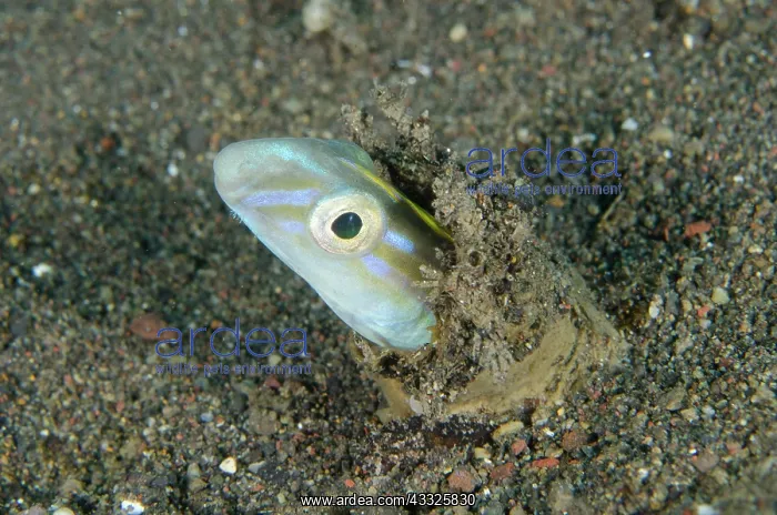 : Hairtail Snakeblenny - Melasti dive site, Amed : Hairtail Snakeblenny - Melasti dive site, Amed