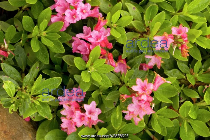 : Hairy alpenrose : Hairy alpenrose