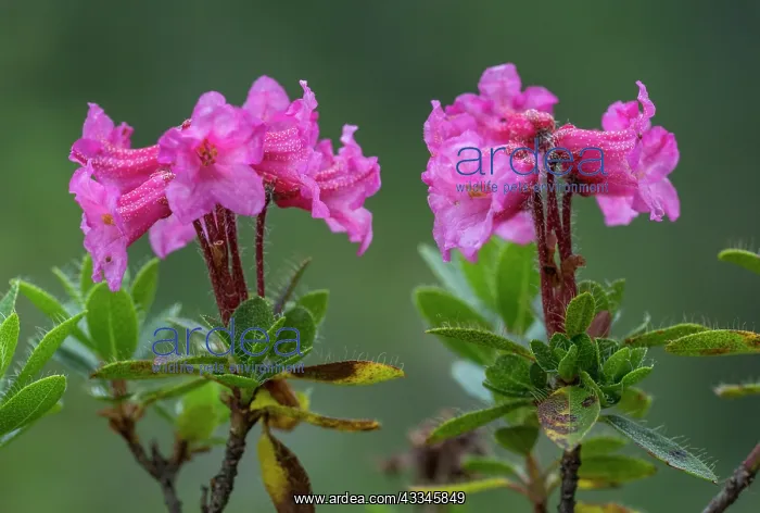 : Hairy alpenrose - in flower : Hairy alpenrose - in flower