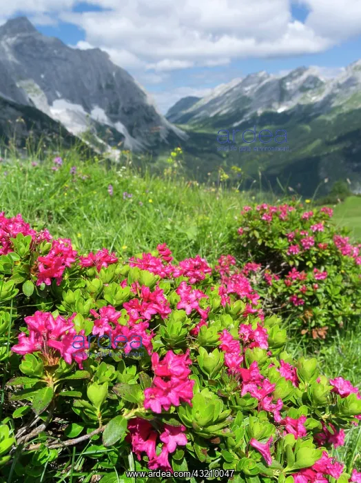 : Hairy Alpenrose (Rhododendron hirsutum) : Hairy Alpenrose (Rhododendron hirsutum)