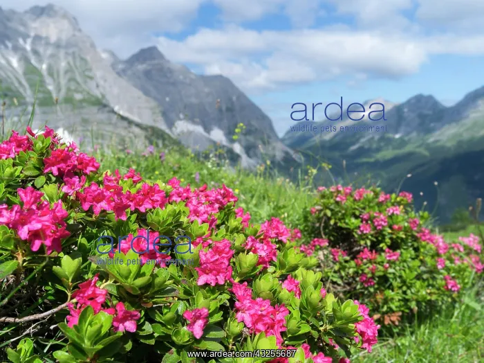 : Hairy Alpenrose (Rhododendron hirsutum) : Hairy Alpenrose (Rhododendron hirsutum)