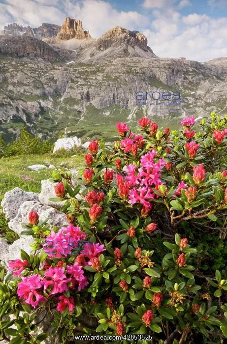 : Hairy Alpenrose - on Tre Cime de Lavaredo : Hairy Alpenrose - on Tre Cime de Lavaredo