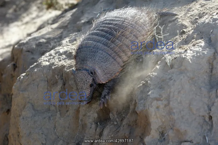 : Hairy armadillo : Hairy armadillo