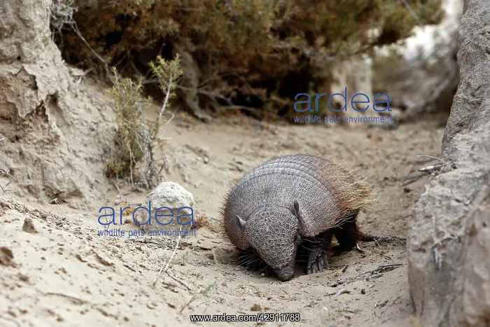 : Hairy armadillo : Hairy armadillo