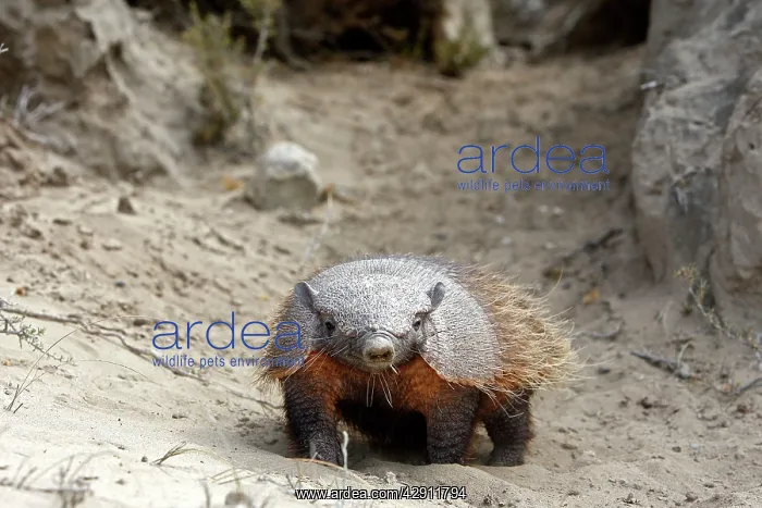 : Hairy armadillo : Hairy armadillo