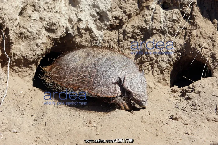 : Hairy armadillo : Hairy armadillo