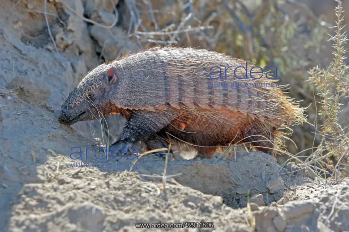 : Hairy armadillo : Hairy armadillo