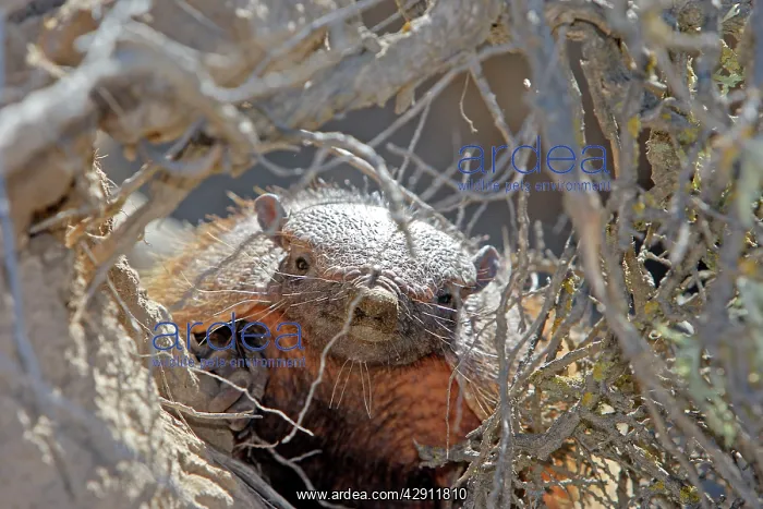 : Hairy armadillo : Hairy armadillo