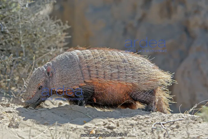 : Hairy armadillo : Hairy armadillo