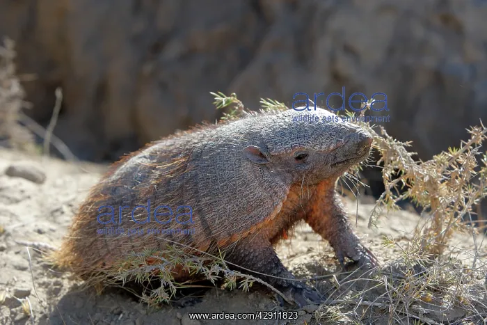 : Hairy armadillo : Hairy armadillo