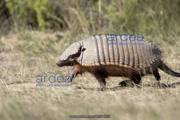 : Hairy Armadillo : Hairy Armadillo