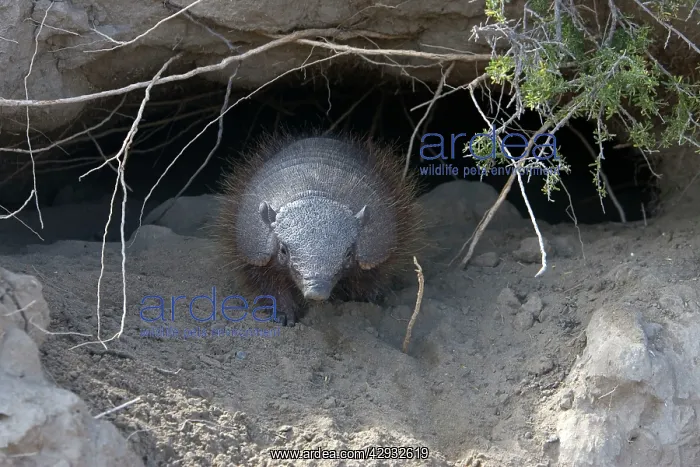 : Hairy Armadillo : Hairy Armadillo